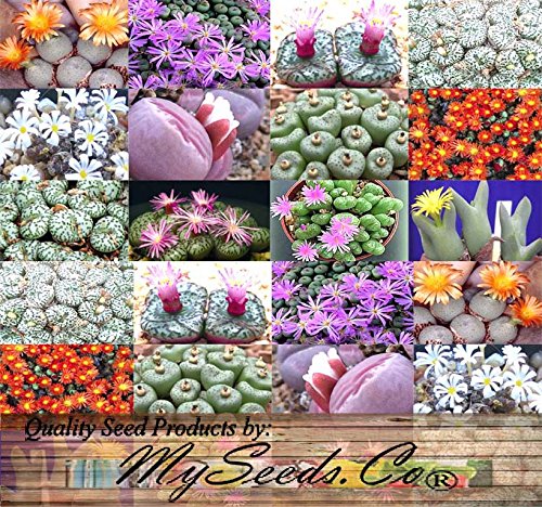 5,000+ Conophytum Species Mix Seeds - Cactus Mix - House Plants cactus cacti succulent For Greenhouse and Outdoor Too - These seeds are VERY small, each pack of seed will contain more than advertised. But if you are uncomfortable working with VERY small seeds please do NOT purchase this product