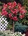 Weigelia Bristol Ruby® als Kugel-Stämmchen gezogen rot blühend, 1 Pflanze