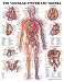 Search : Vascular System Chart 20" W x 26" H