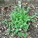 200 Seeds, Pennyroyal Mint (Mentha pulegium) Seeds By Seed Needs