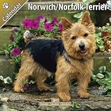 Kalender 2011 Norwich Terrier und Norfolk Terrier