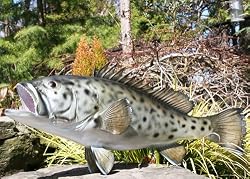 Large Taxidermy Quality Grouper Trophy Fish Wall Mount