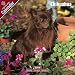 2009 Chihuahua Wall Calendar