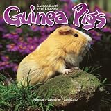Guinea Pigs 16 Month 2010 Calendar