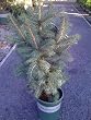 Colorado Blue Spruce Tree One Gallon