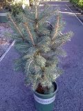Colorado Blue Spruce Tree One Gallon
