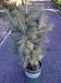 Colorado Blue Spruce Tree One Gallon