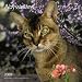 Abyssinians 2009 Square Wall Calendar