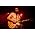 Thumbnail image of Frightened Rabbit