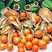 GIANT Cape Gooseberry - Physalis peruviana - 50 seeds Image of GIANT Cape Gooseberry - Physalis peruviana - 50 seeds
