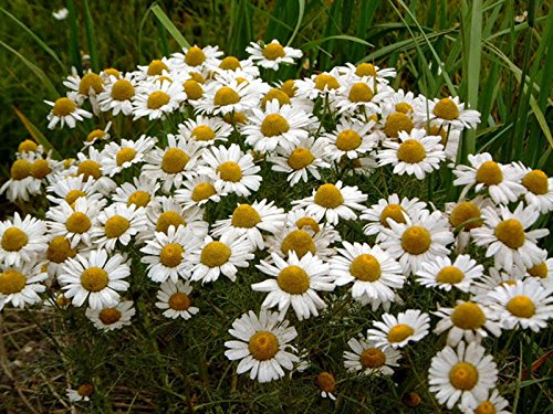 Seeds German Chamomile (Matricaria Chamomilla) Organic Herb Seed