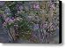Crepe Myrtle Canvas Print / Canvas Art - Artist Ron Jones