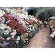 Chrysanthemums art print 52x70cm by Dennis Miller Bunker