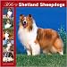   - 366 Days of Shetland Sheepdogs 2008 Wall Calendar