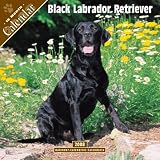 2008 Black Labrador Retreiver 2008 16 Month Wall Calendar **IN STOCK NOW**