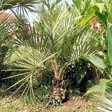 Amazon / Tropical Oasis: BUTIA CAPITATA PINDO PALM cold hardy BULK 1000 seeds