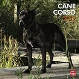 Cane Corso 2012 Square 12x12 WallCalendar