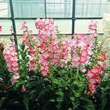 【メール便配送】　国華園　花たね ペンステモン アラベスクピンク 1袋(15粒入)