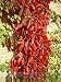 Wilder Wein (Parthenocissus spec.) - Saat