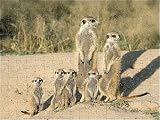 Jigsaw of CH-4030 Suricate / Meerkat - mother a nursemaid with baby kittens from Ardea