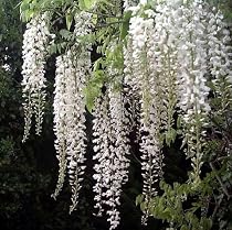 Chinese White Wisteria Starter Plant - Outdoors/Bonsai