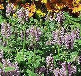 Pink Cat Catmint Perennial 4 Plants -Nepeta- HARDY-NEW!