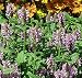 Pink Cat Catmint Perennial 4 Plants -Nepeta- HARDY-NEW!