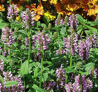 Kitchen: Pink Cat Catmint Perennial 4 Plants  Nepeta  HARDY NEW!