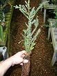 Nicely started California redwood tree - 21 inches high