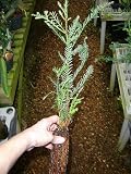 Nicely started California redwood tree - 21 inches high