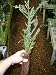 Nicely started California redwood tree - 21 inches high