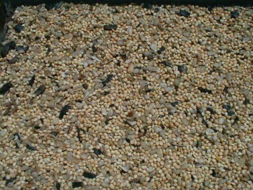 PRDSEED No Mess Mix - 50 lb bag