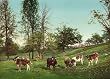 Meadowland in America, ca. 1902 - 16x20-inch Print of a Vintage Photochrom Image from the Library of Congress Collection