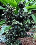 Bonsai Dwarf Pagoda holly