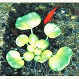 水生人工水草 ホテイアオイ