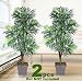 TWO 6' Phoenix Palm Artificial Trees with 5 Heads, with No Pot,