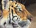 Dimensions Counted Cross Stitch, Regal Tiger