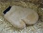 Sheepskin Grooming Mitt