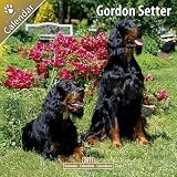 Kalender 2011 Gordon Setter