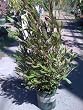 Purple Hopseed One Gallon Plant