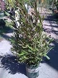 Purple Hopseed One Gallon Plant