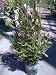 Purple Hopseed One Gallon Plant