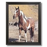 Western Cowboy Pinto Horse Kids Room Animal Home Decor Wall Picture Black Framed Art Print