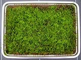 【苔盆栽】シノブゴケミニパック（Ｌ）(256×189mm)