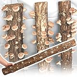 国華園　きのこホダ木　ホダキング　しいたけ　90ｃｍ 2本