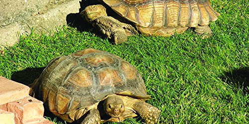 Tortoise Forage Blend (500 SQFT) Tortoise Forage Blend (500 SQFT)