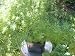 Asparagus Fern Asparagus Densiflorus