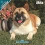 Akita 2010 Wall Calendar #10003-10