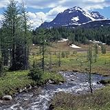 ヨセミテ国立公園 (カリフォルニア州) Part-1 ～小川と小鳥たち～