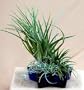 Crystal Blue Star with Live Airplant - Tillandsia